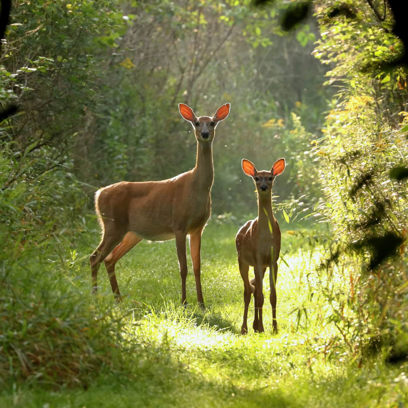 Two deer in woodland.
