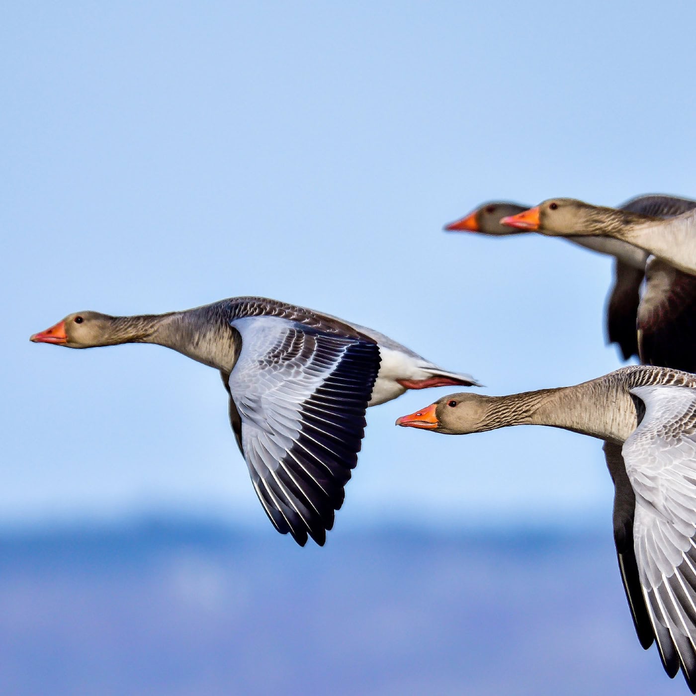 Geese in flight.