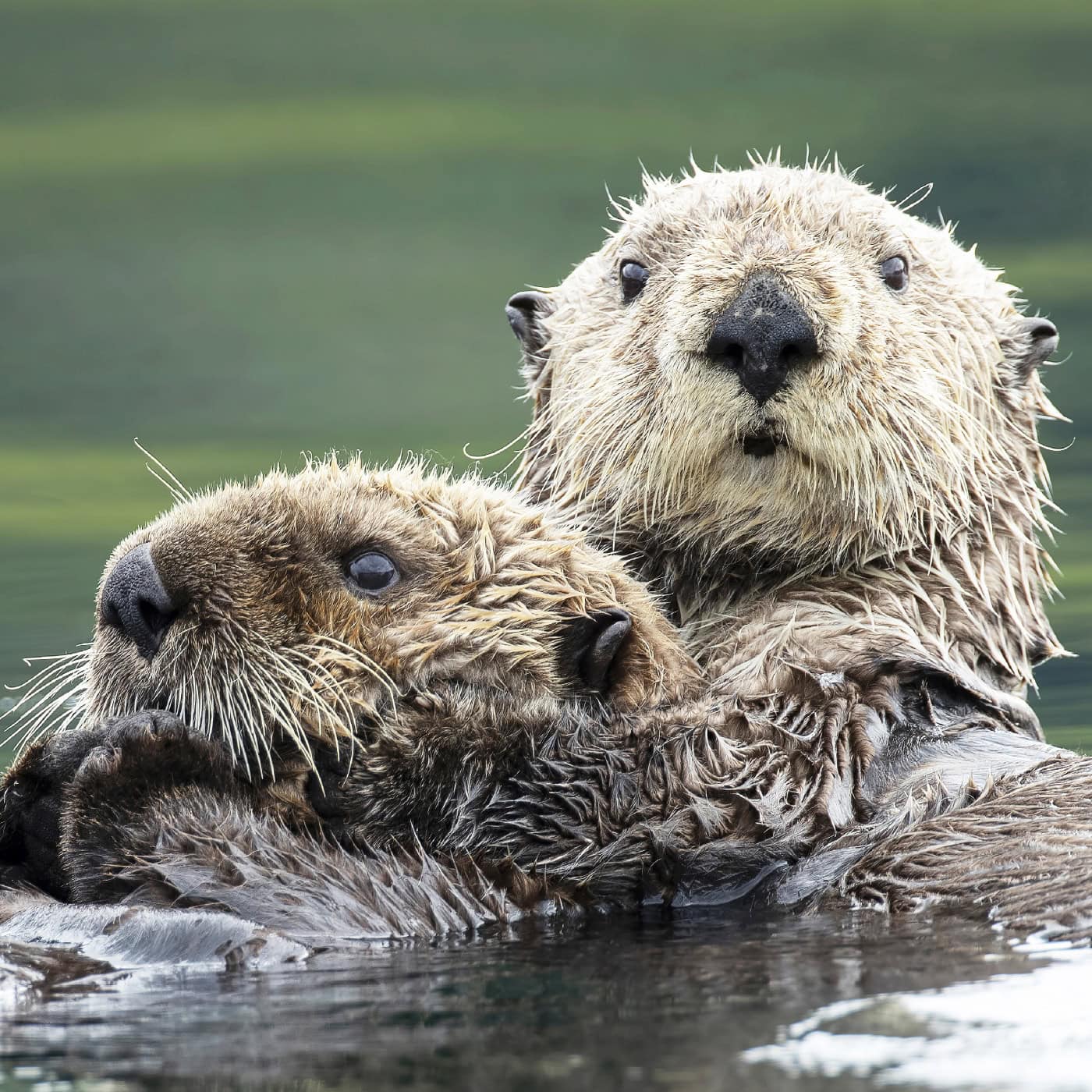 Two sea otters supporting each other.
